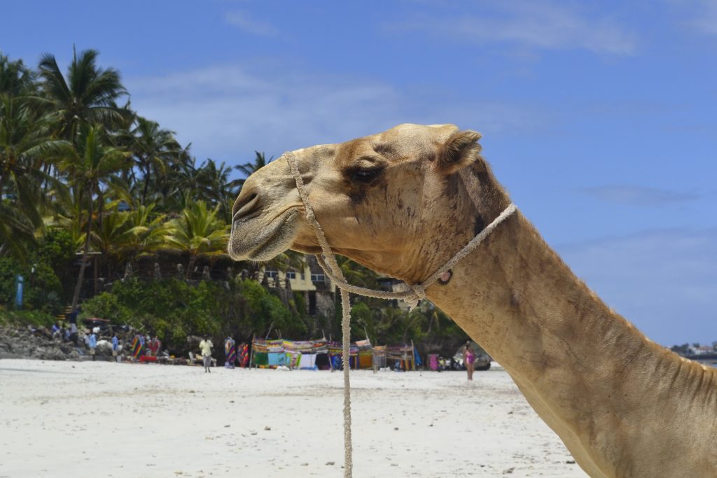 Beach and safari? Kenya is an amazing Christmas holiday destination