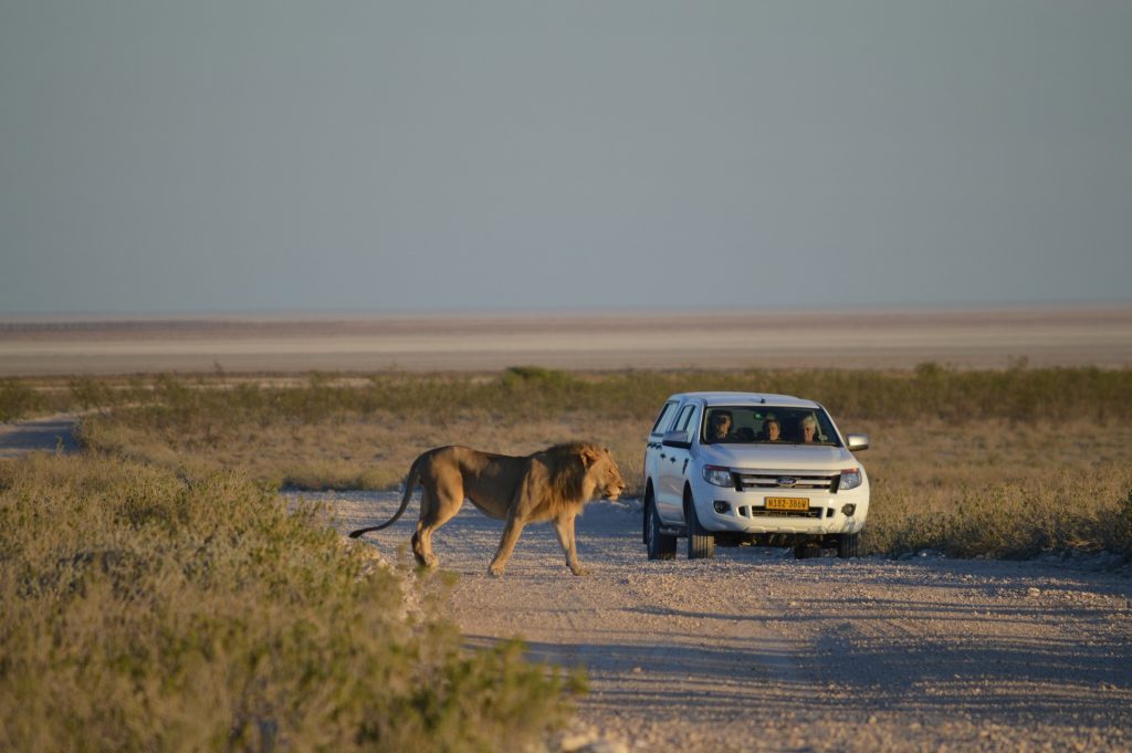 A safari is an excellent bucket list experience