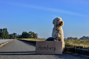 Travel with your dog is possible with some preparation