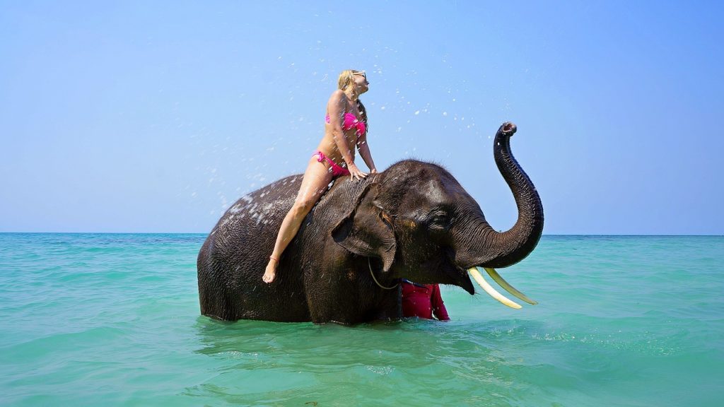 Animal exploitation is a major issue for global tourism