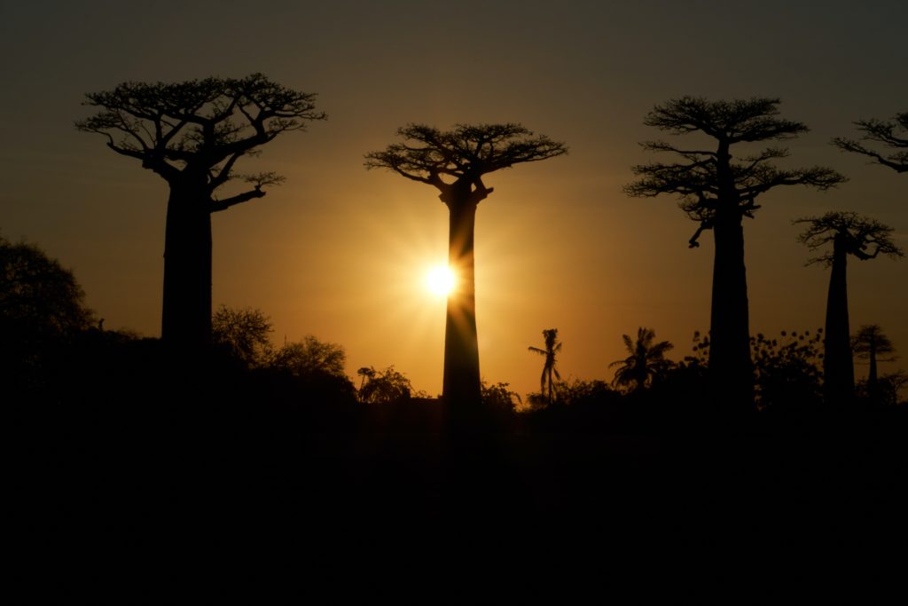 Sunset over avenue of the Baobabs in Madagascar