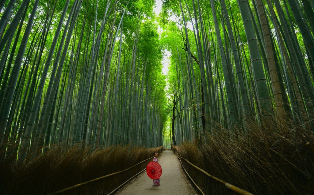  Arashiyama Bamboo Grove is a beautiful and serene place