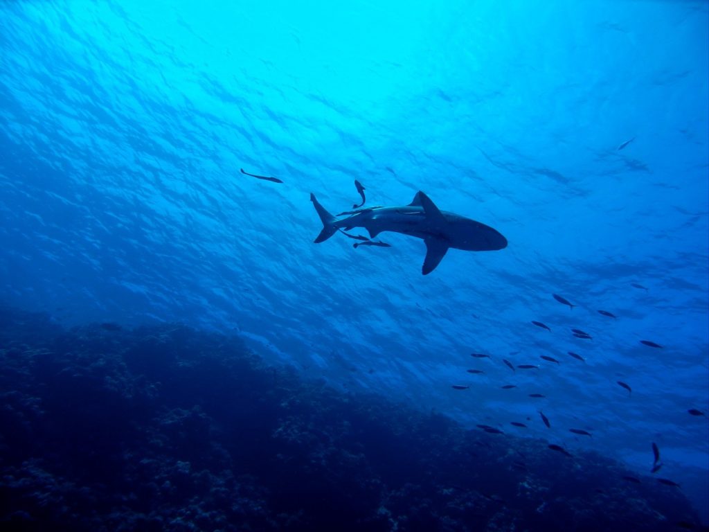 Swim with sharks in Tahiti for an incredible adrenalin experience