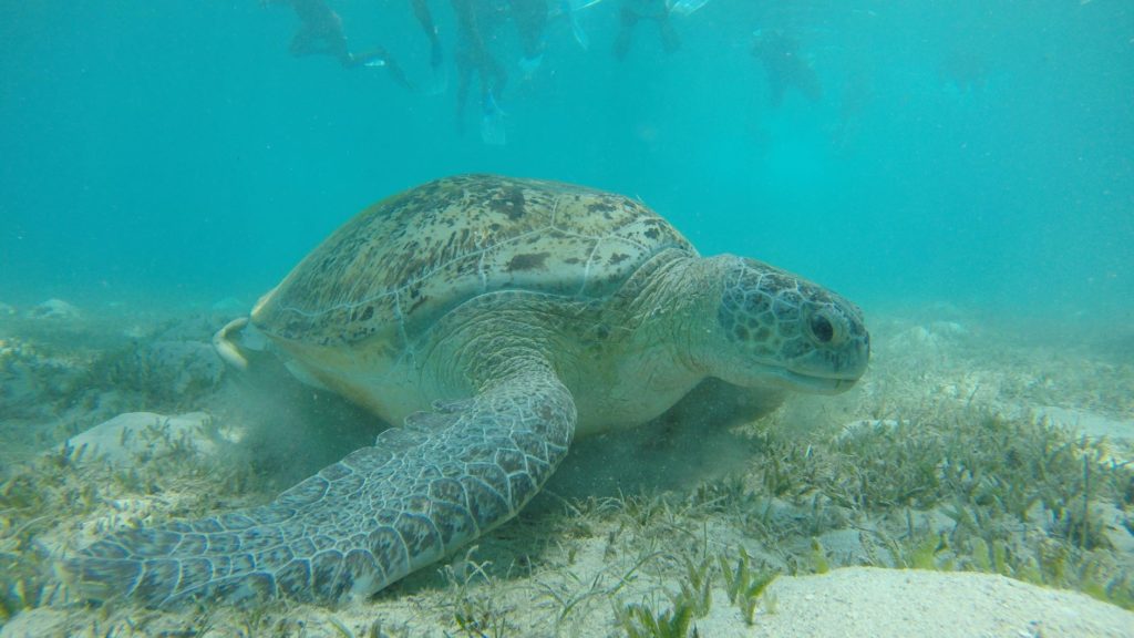 meeting a turtle while diving in Egypt's red sea