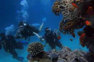 Diving in the Red Sea, Egypt