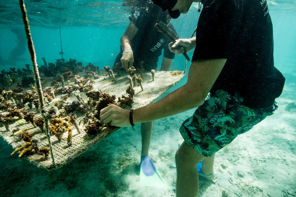The Coral Gardening project in Tahiti