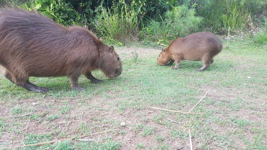 Capybara in Rocha, Uruguay